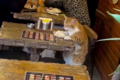 Bakanlık tasarladı: Restoranlarda evcil hayvan dönemi bitiyor